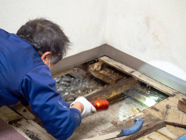 Best Emergency Mold Remediation in West Ishpeng, MI