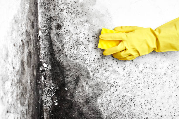 Best Residential Mold Remediation in West Ishpeng, MI