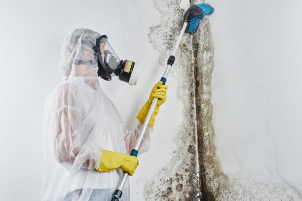 Best Residential Mold Remediation in West Ishpeng, MI