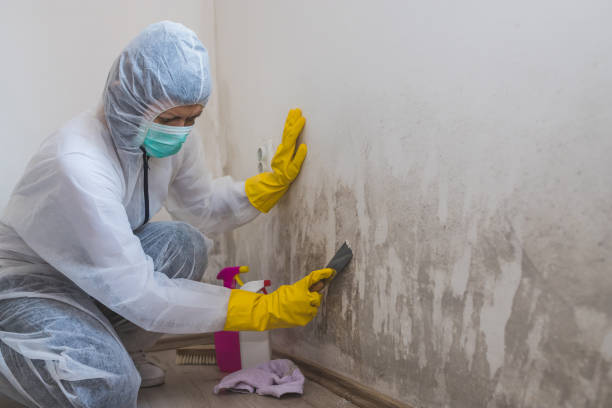 Best Preventive Mold Services in West Ishpeng, MI