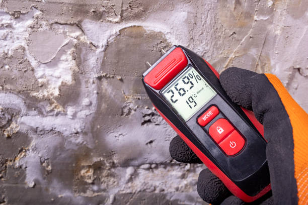 Best White Mold Remediation in West Ishpeng, MI