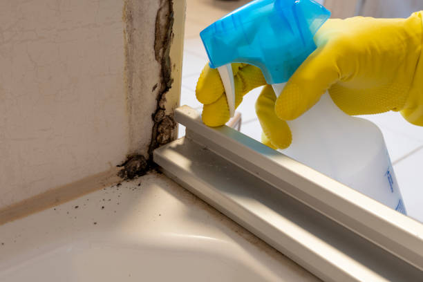 Best Basement Mold Remediation in West Ishpeng, MI