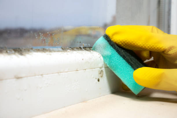 Best Emergency Mold Remediation in West Ishpeng, MI