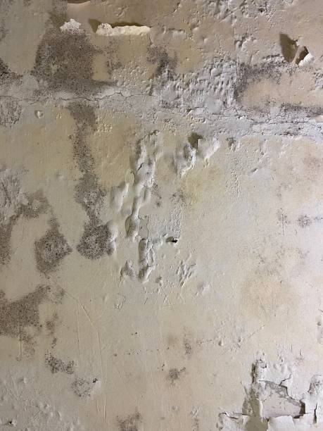 Best Mold Remediation for Specific Building Types in West Ishpeng, MI