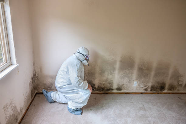Best HVAC Mold Remediation in West Ishpeng, MI