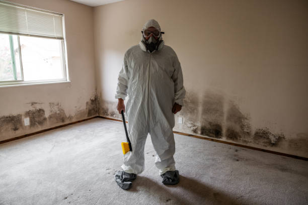 Best Basement Mold Remediation in West Ishpeng, MI