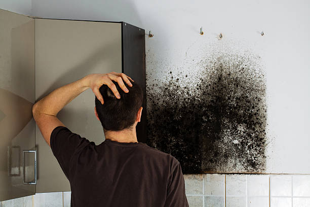 Best Kitchen Mold Remediation in West Ishpeng, MI