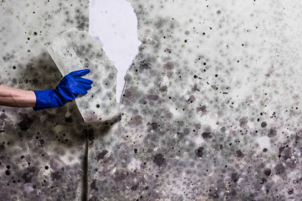 Best Black Mold Remediation in West Ishpeng, MI