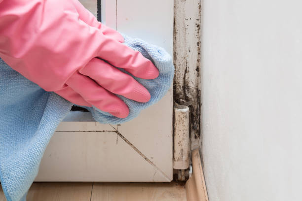 Best Basement Mold Remediation in West Ishpeng, MI